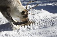 1_PorojenTalvistaLisäruokintaa-MinnaTurunen-www.jpg