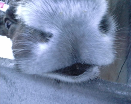 Terhi Reindeer Photos 3.jpg