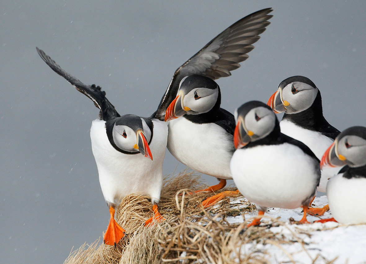 Atlantic Puffin - Fratercula arctica - Birds of the World