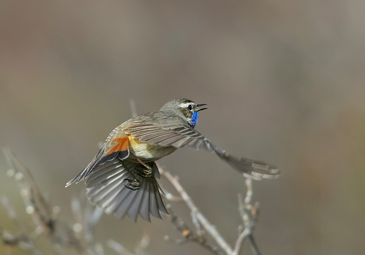 Bluethroat - Luscinia svecica