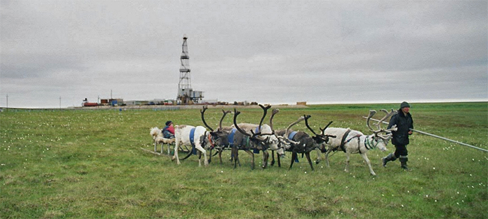reindeers_extracive_industry_web.jpg