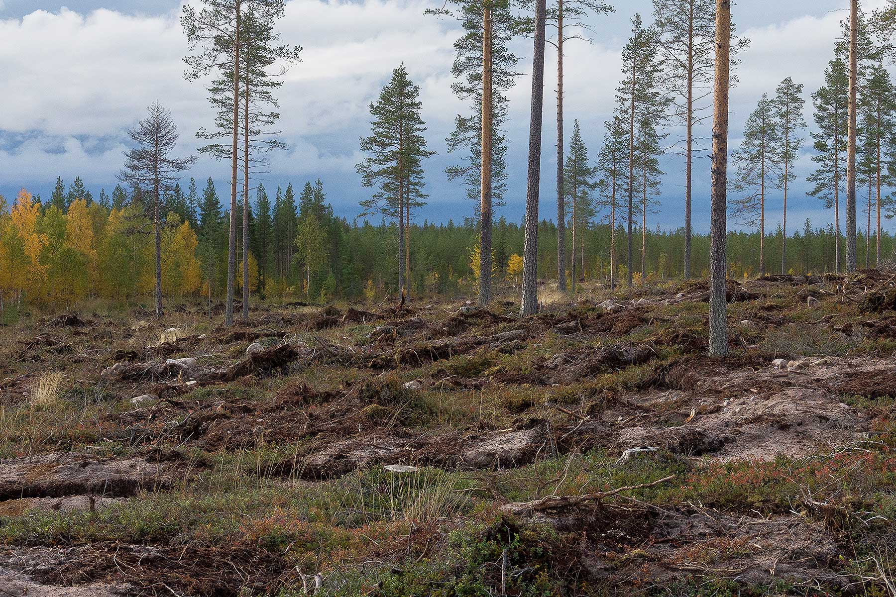 Kuva: Arto Vitikka - hakkuuaukea