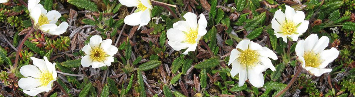 Blossoming Arctic
