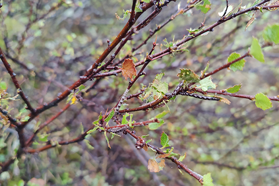 Metsämittariperhosen toukkia vaivaiskoivun oksilla.