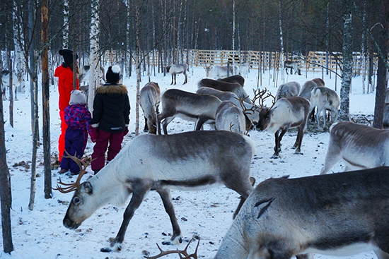 Poroja talvilaitumella.