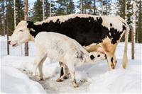 LapinLehmät_MarkoJunttila_550.jpg