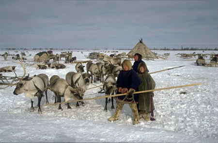 Tundra Nenets with reindeer and a tsum on the background