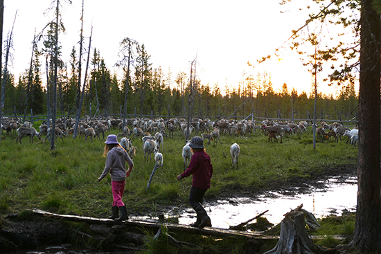 Kaksi pientä tyttöä metsämaisemassa porojen luona vasanleikossa. 