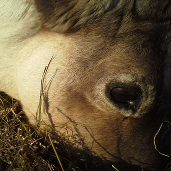 Terhi Reindeer Photos 6.jpg