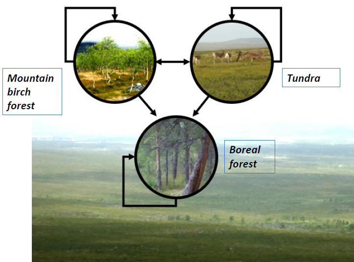 Diagram of regime shifts in boreal forests by Tuomas Aakkala 