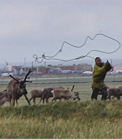Reindeer_lasso_web.jpg