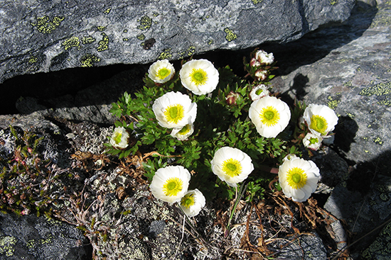 Glacier Buttercup (Ranunculus glacialis)