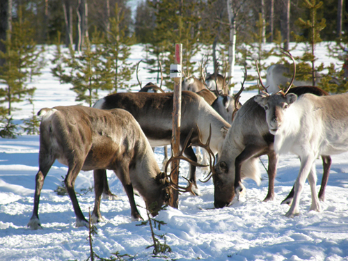 Reindeer feeding. Picture by Jouni Puoskari