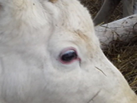 Terhi Reindeer Photos 7.jpg