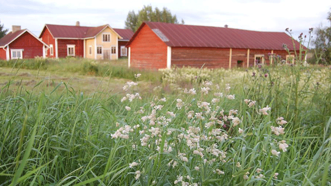 Ilona-blog-Suvanto-Flowers-and-House.gif