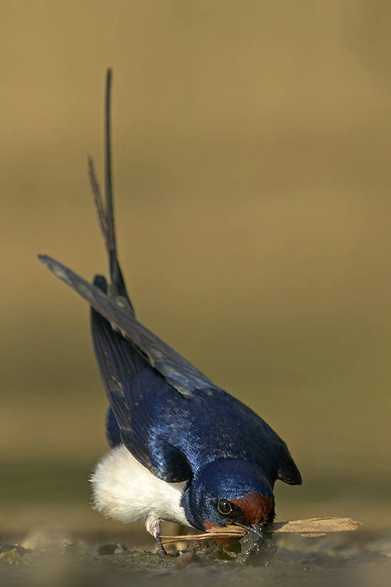 B.LINNUT.Rakentaja.Petri Pietiläinen_web.jpg