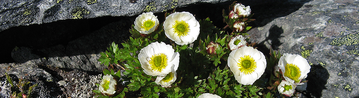 arktinen biodiversiteetti