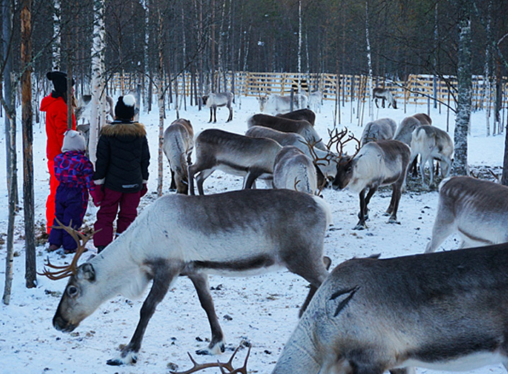 Young girls feeding reindeers at Palojärvi reindeer herding cooperative, Western Lapland.