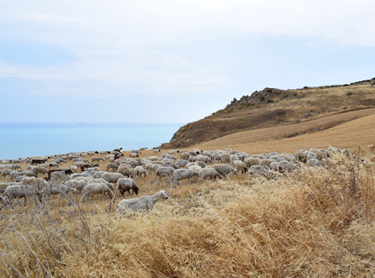 Sheep-feeding.jpg