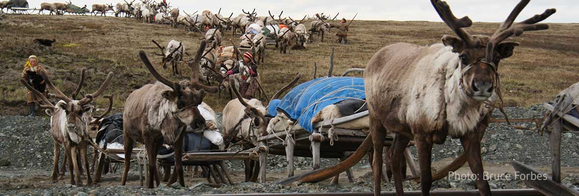 1170-pohja-Ymal-Reindeers.jpg