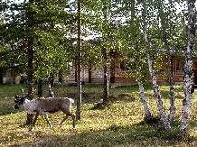 Poro (Kuva: J. Jokimäki