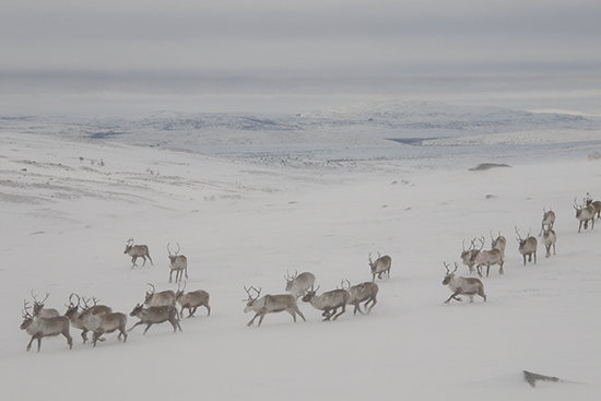 Jouko_Kumpula_Kaldoaivi2_2020_550x367.jpg