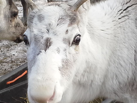 Terhi Reindeer Photos 8.jpg