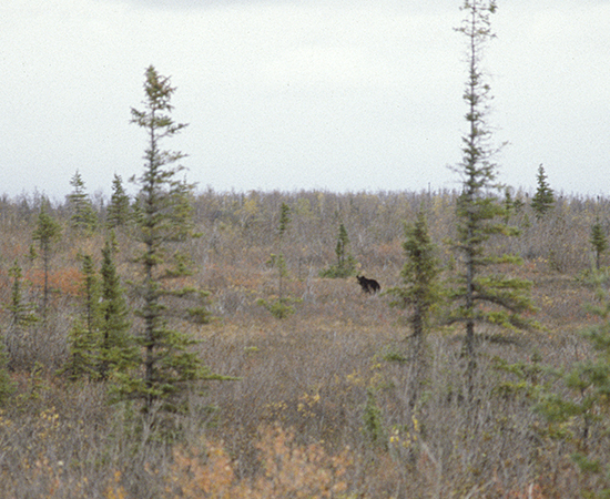 Black bear (Ursus americanus) wanders in Alaska