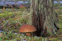 10.8. biodiversiteetti-Tatti-ArtoV.png