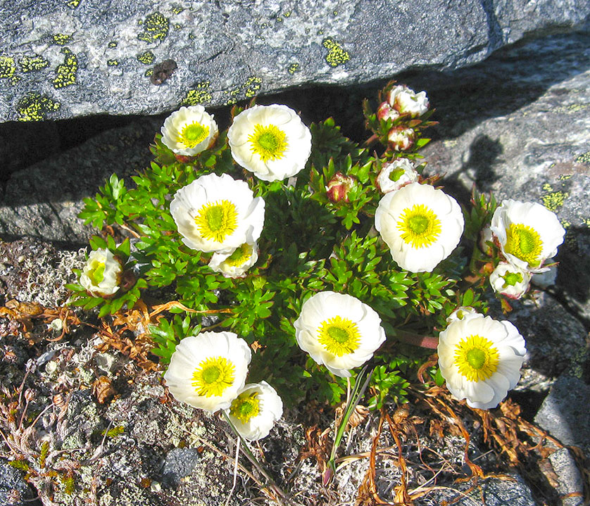 Glacier-buttercup-npe-Anna-Liisa-Ylisirino.jpg