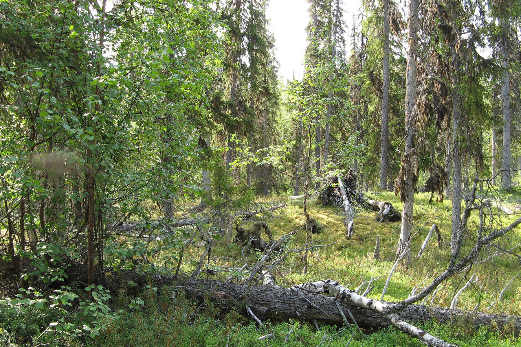 Kuva: Anna-Liisa Ylisirniö - vanhaa kuusi metsää