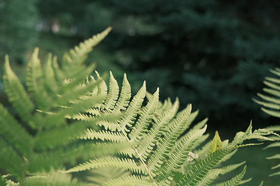 Kuvitus 550x367_Transnature_2023_Arboretum_LaurenceRouvier (50).jpg