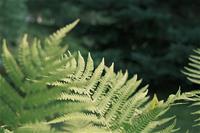 Kuvitus 550x367_Transnature_2023_Arboretum_LaurenceRouvier (50).jpg