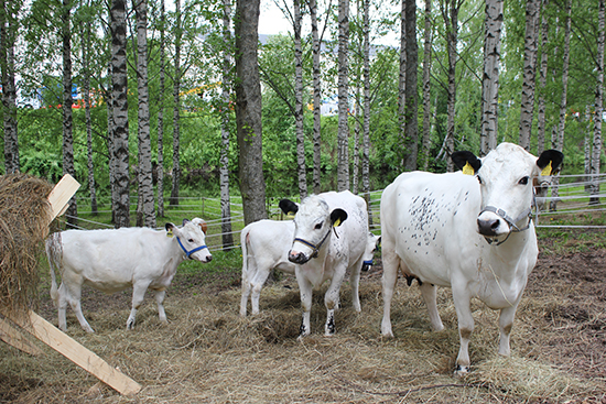 Lappari_päätösseminaari_550x367.jpg