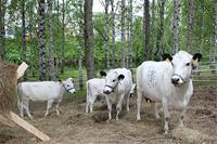 Lappari_päätösseminaari_550x367.jpg