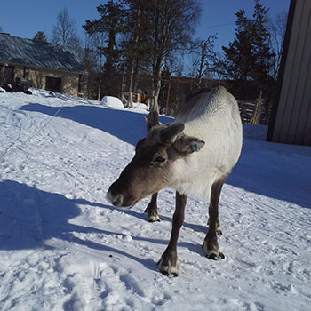 Terhi Reindeer Photos 5.jpg