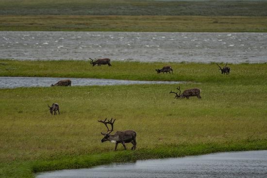 JeffKerby_NationalGeographicSociety_RUS8809-www.jpg