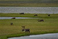 JeffKerby_NationalGeographicSociety_RUS8809-www.jpg