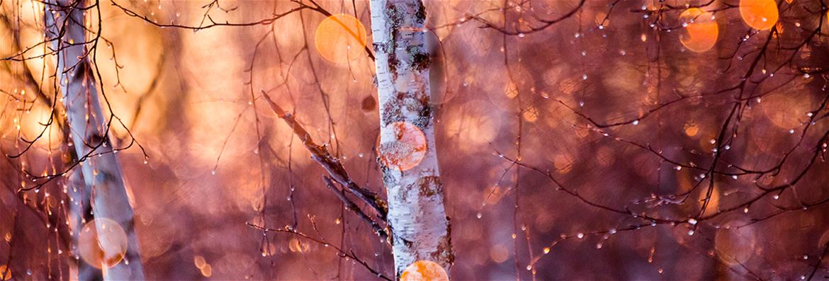 Tutkimusta, näyttelyitä, viestintää 
