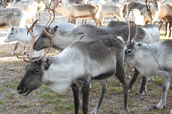 Minna-Turunen-Nuasjarvi-Palojarven-plk_web.jpg