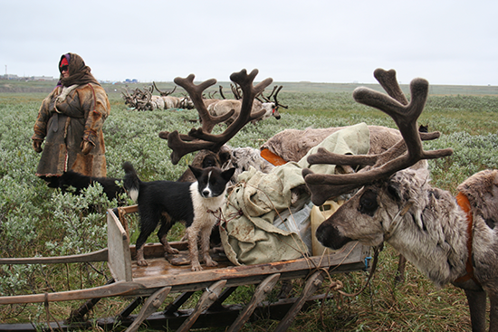 Reindeer herder and reindeer in Yamal, Russia.