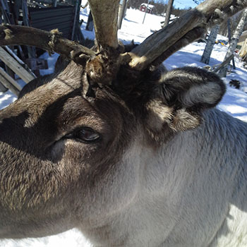Terhi Reindeer Photos 9.jpg