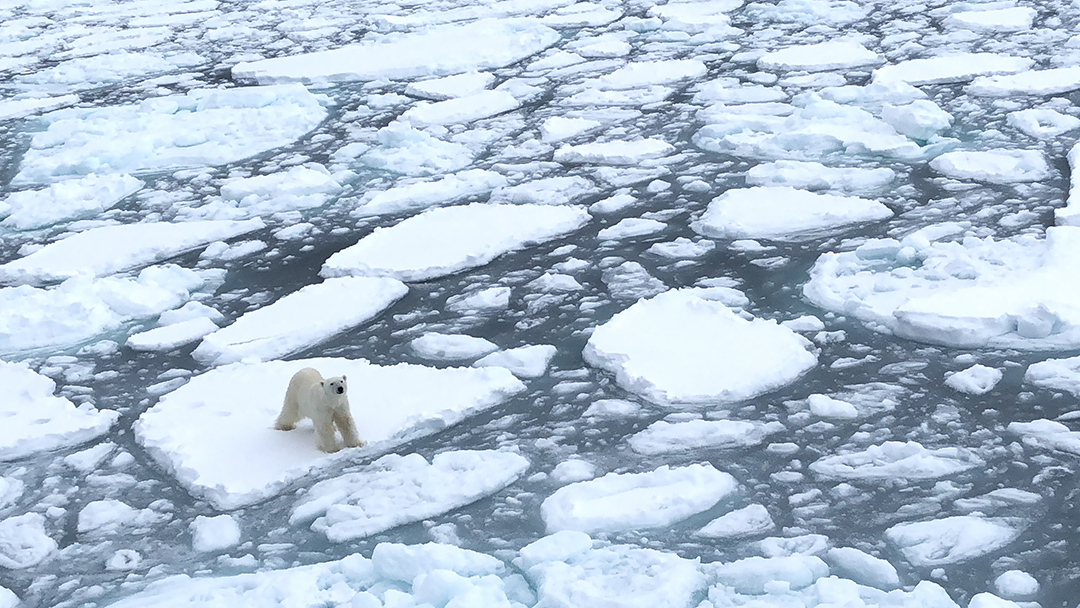 IGS-Polar-bear-IMG_5863.JPG