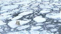 IGS-Polar-bear-IMG_5863.JPG