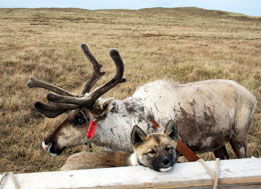 Yamal_Bruce_2010_IMG_4382.jpg