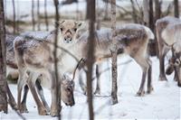 Poroja ruokailemassa talvisessa metsässä.