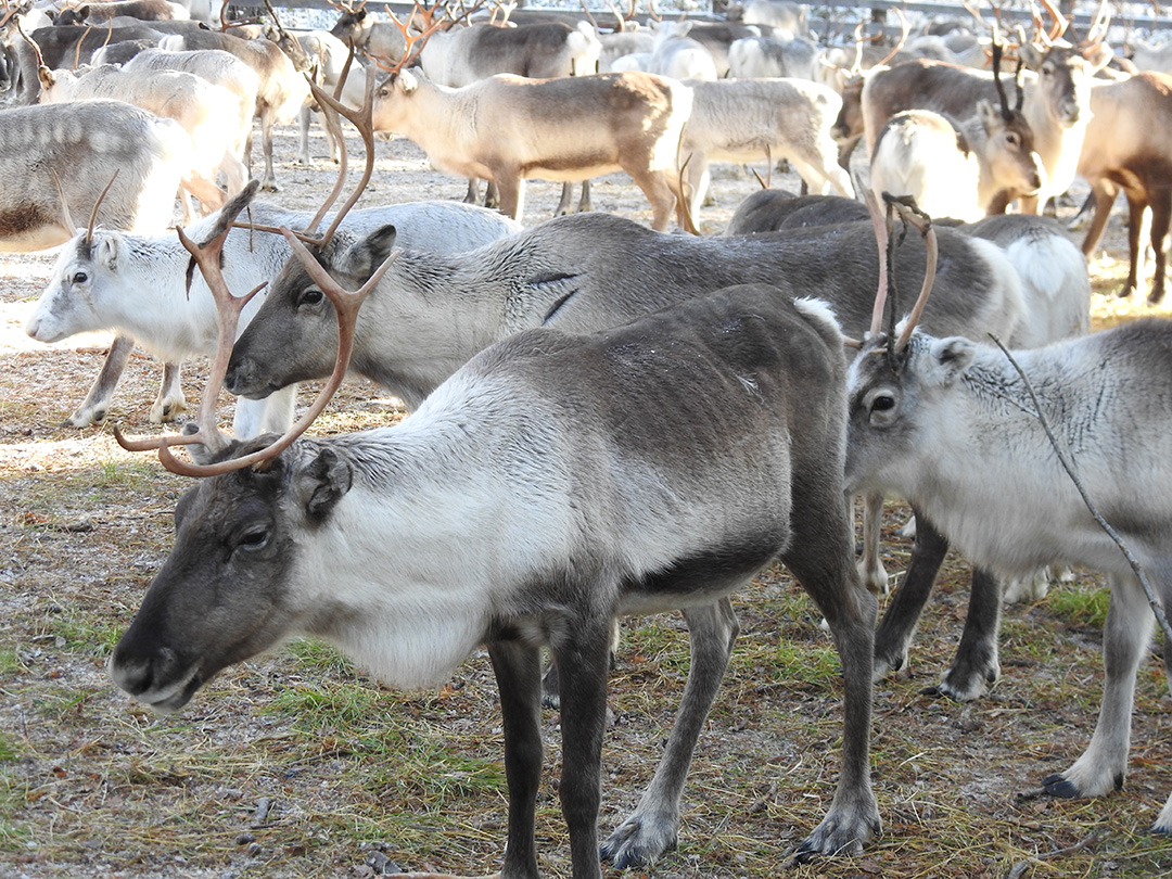 Minna-Turunen-Nuasjarvi-Palojarven-plk_web.jpg