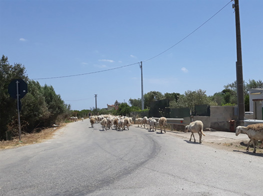 Sheep-walking-home-.jpg