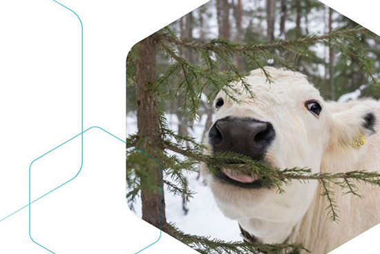 Kuva julkaisun kannesta, jossa valkoinen lapinlehmä syö kuusen oksaa.