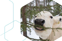 Kuva julkaisun kannesta, jossa valkoinen lapinlehmä syö kuusen oksaa.